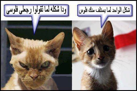 في كل حالة شكل